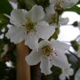 Kersenboom 'Kordia' halfstam
